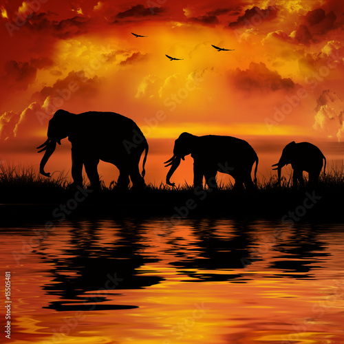 Fototapeta Elephants on a beautiful sunset background
