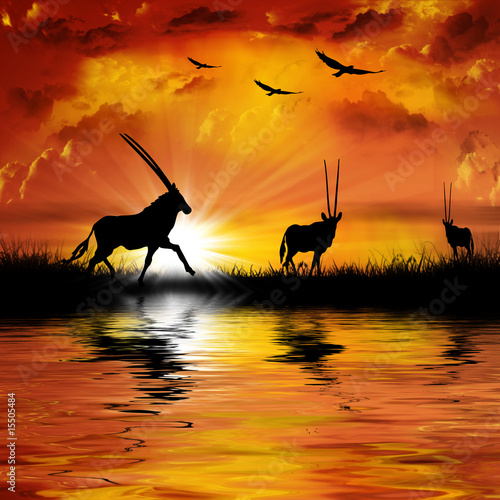 Fototapeta Antelope on a beautiful sunset background