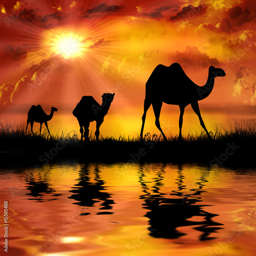 Fototapeta Camels on a beautiful sunset background