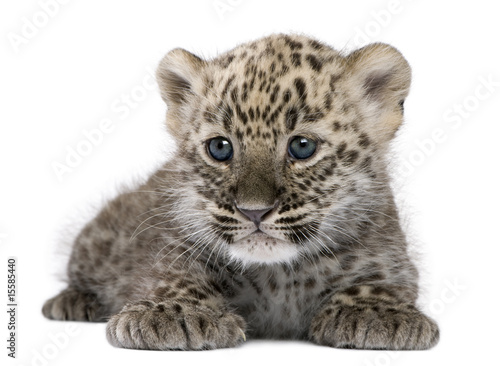 Fototapeta Persian leopard Cub (6 weeks)