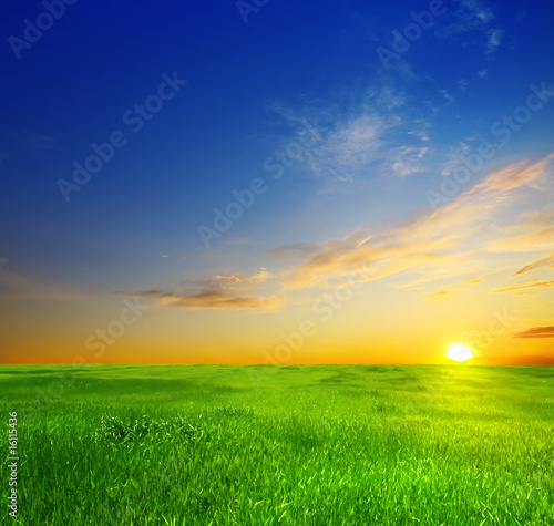 Fototapeta green grass and beautiful sunset
