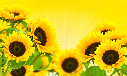  sunflowers on a yellow background in summer