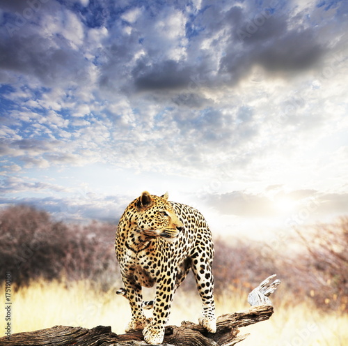 Fototapeta Leopard