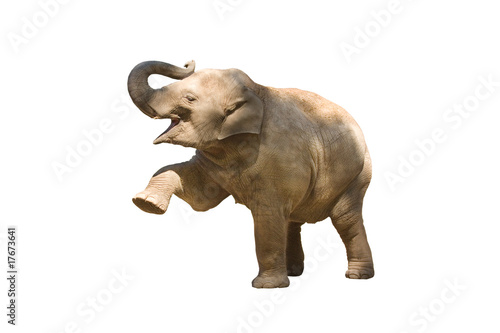 Lacobel Elefant wd168