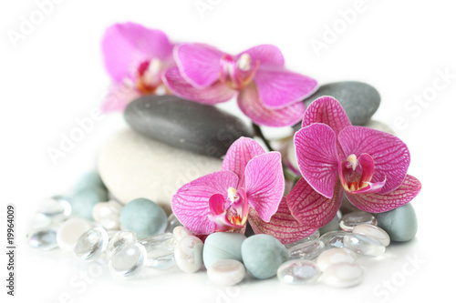 orchidea-klasc-na-kamieniach