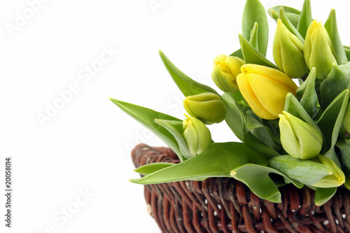 Lacobel Frische Tulpen
