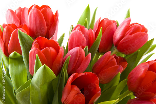 Fototapeta Tulips from Holland