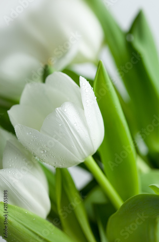 wiazanka-bialych-tulipanow
