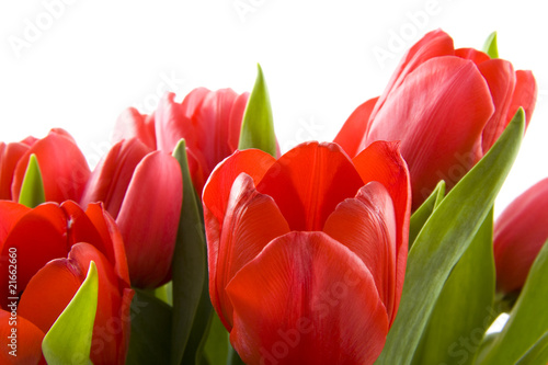 czerwone-tulipany-holenderski