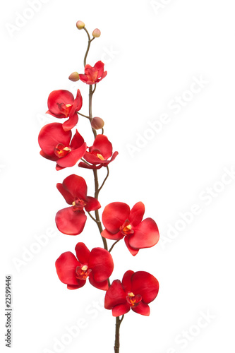  Red orchid
