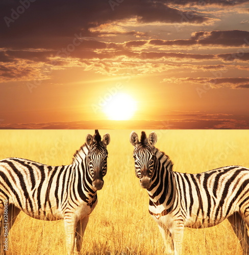 Lacobel Zebra