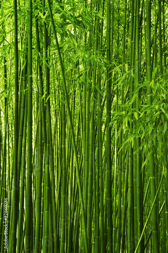 Fototapeta Bamboo forest texture