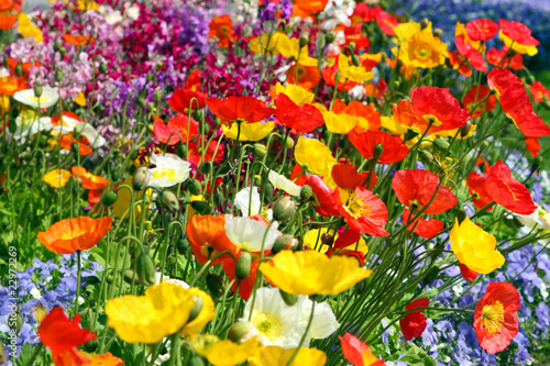 Bunte Blumenwiese mit farbigem Mohn