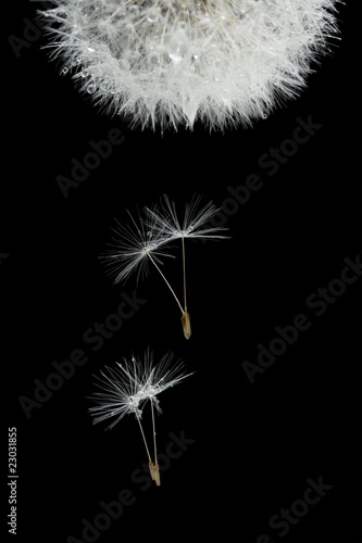 Fototapeta Flying seeds of blossoming dandelion, isolated on black