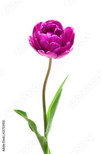 lilac-perfection-double-peony-tulip