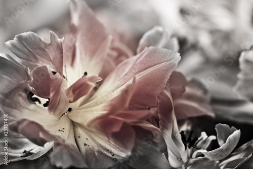 Fototapeta Fine art of close-up Tulips, blurred and sharp