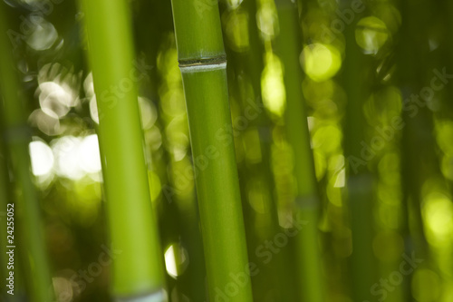 Fototapeta Bambus Bamboo 02