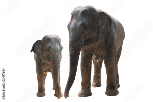  two wild elephant