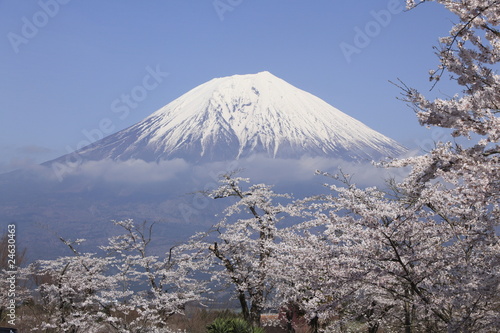 Fototapeta Mt.Fuji with cherry blossoms