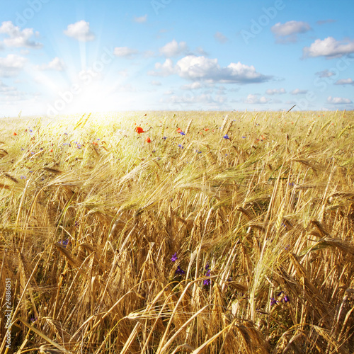 Fototapeta Wheat field and sunny sky