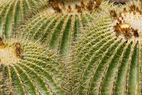 zloty-lufowy-kaktus-echinocactus-grusonii