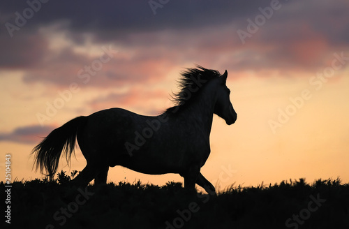  gray horse running on hill on sunset