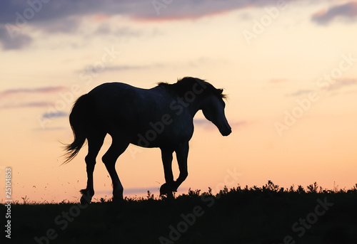 Lacobel gray horse running on hill on sunset