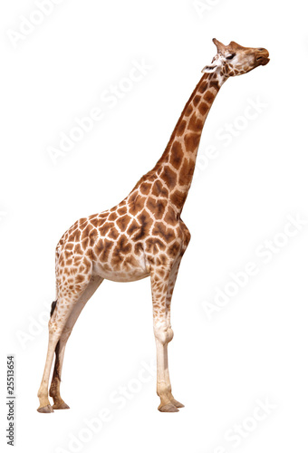 Fototapeta Giraffe isolated on white