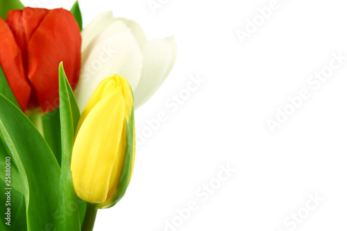  colorful tulips
