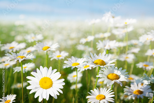 Lacobel field of daisy flowers