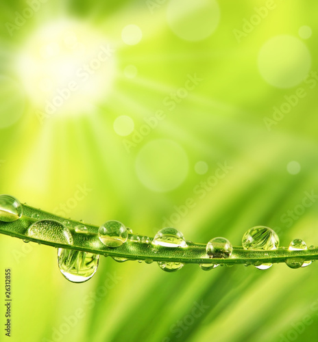 Fototapeta grass with dew drops and sun