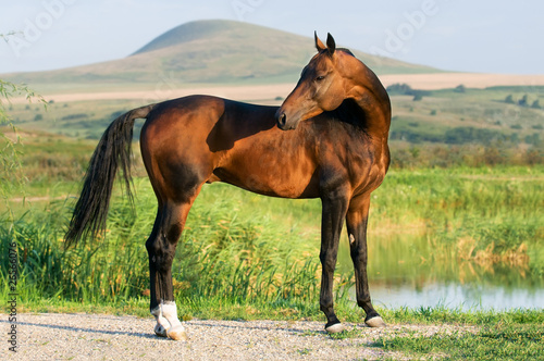 Fototapeta golden akhal-teke horse