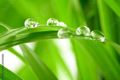 Fototapeta water drops on the green grass