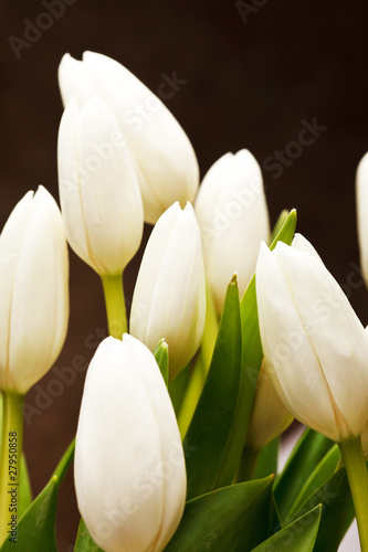 Fototapeta beautiful tulips