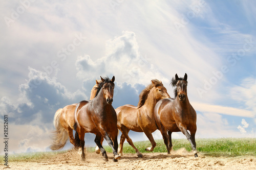 Fototapeta horses run