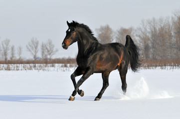 Fototapeta zwierzę koń zatoka ruch