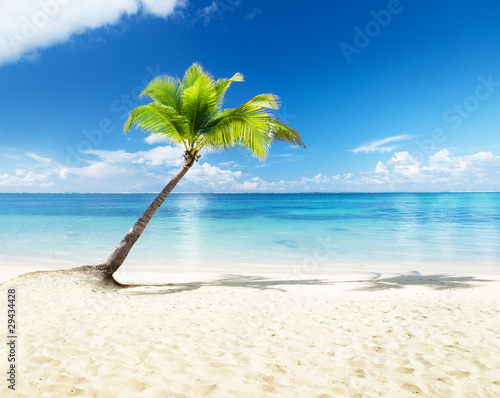 Fototapeta palm and sea
