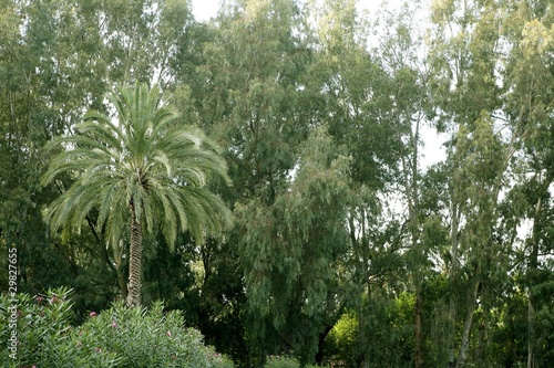 zielona-natura-z-drzewkiem-palmowym-i-drzewami-eukaliptusowymi