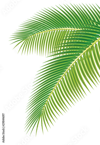 "Leaves of palm tree on white background. Vector illustration." Stock