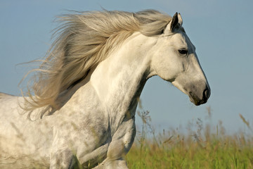 Fotoroleta ogier łąka koń grzywa zwierzę