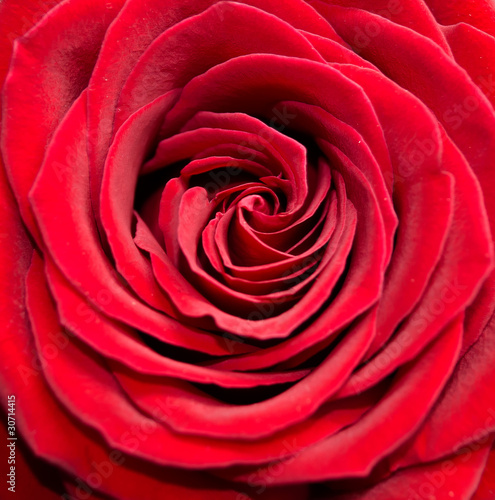 Y.Z. Photos: Dark red rose