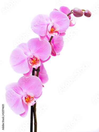 piekna-rozowa-orchidea-odizolowywajaca-na-bialym-backgro