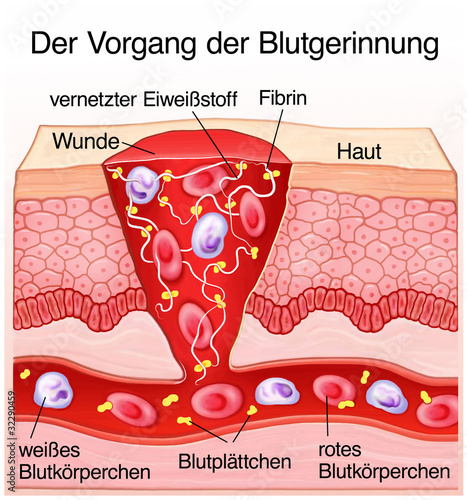 "Blutgerinnung Haut Wundheilung" Stockfotos und lizenzfreie Bilder auf