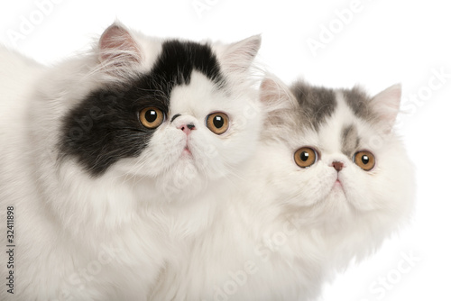 koty-perskie-6-miesiecy-przed-bialym-tle