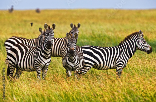 zebry-w-serengeti-parku-narodowym-tanzania