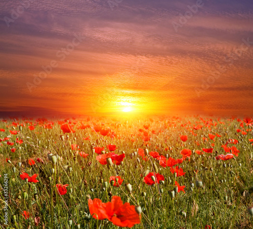 Fototapeta sunset on flowers meadow