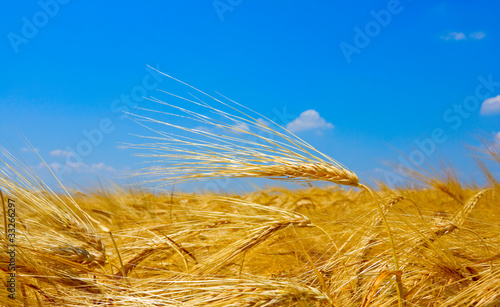 Fototapeta wheat on field