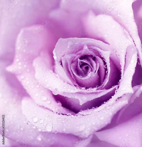 Fototapeta Purple wet rose background