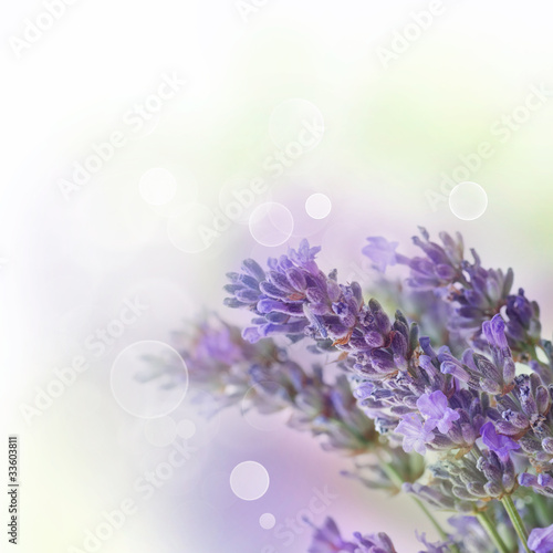  Fresh lavender
