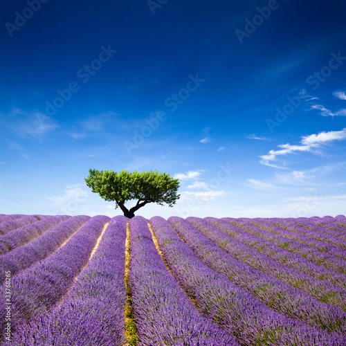 provence-france-lawenda-pole-lawendy-w-prowansji-francja